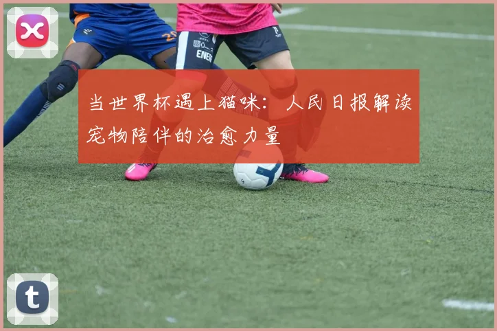 当世界杯遇上猫咪：人民日报解读宠物陪伴的治愈力量
